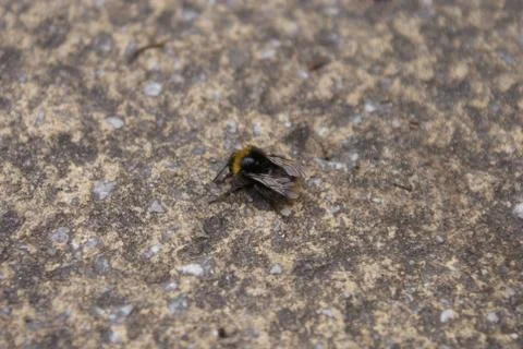 Bumblebee Bombus Foto stock