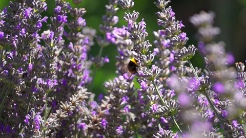 Bumblebee (bombus) pollinating lavender (graded) Stock Footage