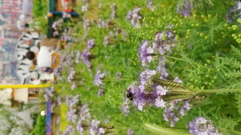 A bumblebee (bombus) pollinating a phacelia in Bremen Video stock 192387362