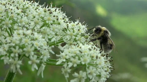Bumblebee (Bombus) pollinating white flower in Swiss Alps Stock Footage 332713514