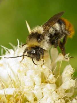 Bumblebee (Bombus sp.) Stock Photos