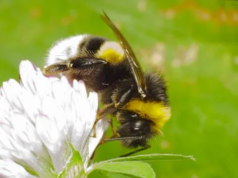 Bumblebee - Bombus sp. Stock Photos