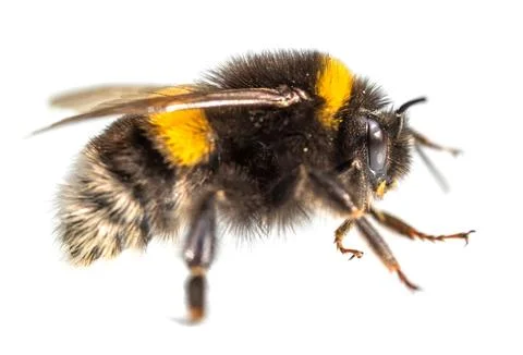 Bumblebee Bombus terrestris buff-tailed large earth Stock Photos