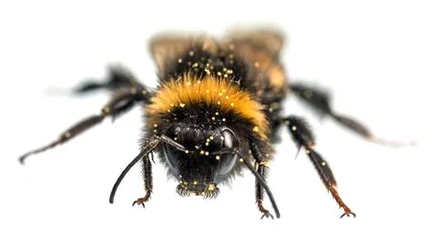 Bumblebee Bombus terrestris buff-tailed large earth Stock Photos
