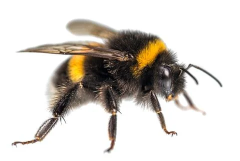 Bumblebee Bombus terrestris buff-tailed large earth Stock Photos