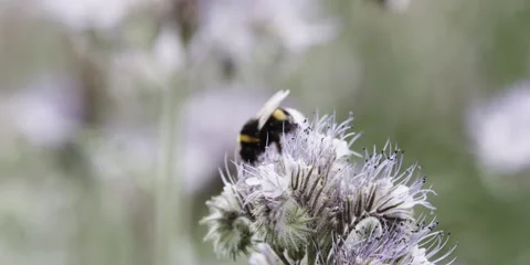 Bumblebee Bombus terrestris collecting nectar on blossom Stock Footage 320962224