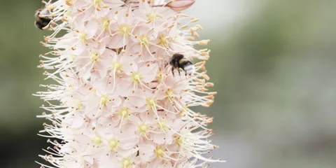 Bumblebee Bombus terrestris feeding on blooming flower Stock Footage 320962135