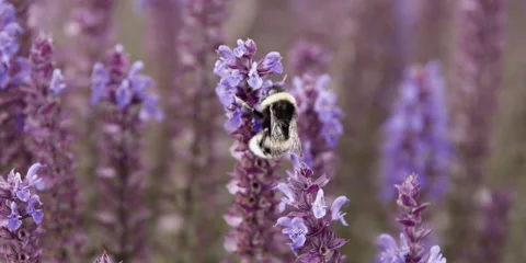 Bumblebee (Bombus terrestris) foraging Stock Footage 321189352
