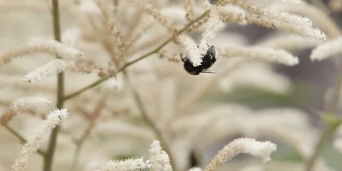 Bumblebee Bombus terrestris foraging on wildflower Stock Footage 320962121