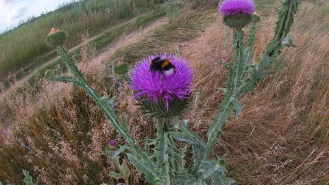 Bumblebee Bombus terrestris pollinates the flower of the thistle Cárduus. Video stock 339498408