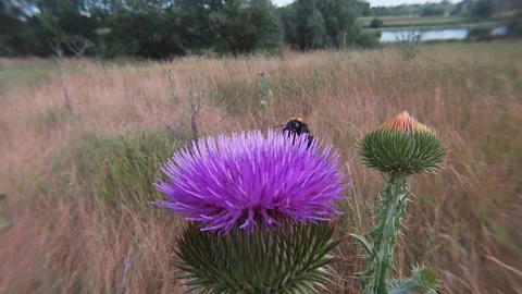 Bumblebee Bombus terrestris pollinates the flower of the thistle Cárduus. Video stock 339498749