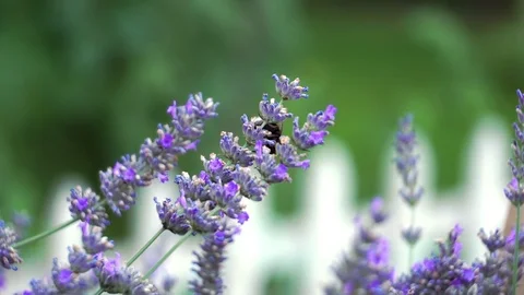 Bumblebee (bombus) walking one lavender branch to another (graded) Stock Footage 116970006