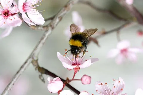 A bumblebee (Bombus) while sucking nectar Stock Photos