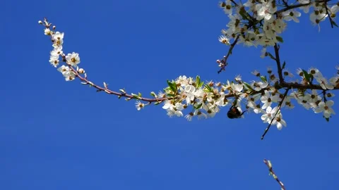 A bumblebee on a branch of a blossoming plum tree against a blue sky. 库存影片 333906687