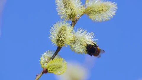 Bumblebee on a branch of a blossoming willow against a blue sky Stock Footage 305901986