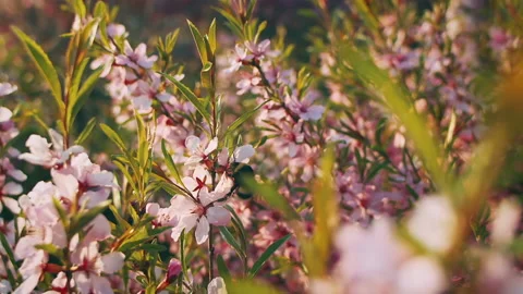 Bumblebee on a branch with flowers Stock-Footage 203651220
