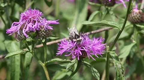Bumblebee is on a brown knapweed flower Video stock 65177672