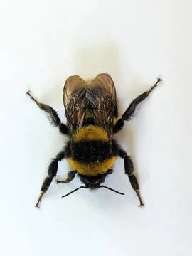 Bumblebee. Bumblebee on a white background. Insect Stock Photos