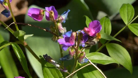 Bumblebee on a Bush Vetch Stock Footage 128586331