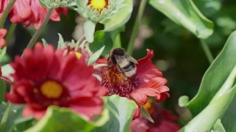 Bumblebee busies itself on a red flower. Sunlight glows warmly over blossoms Stock Footage 345255378