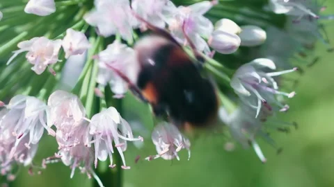 A bumblebee busily collects nectar from delicate pink flowers in a lush garden Video stock 314727307