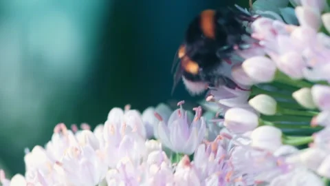 A bumblebee busily gathers nectar from clusters of small white flowers in a 動画素材 314726664