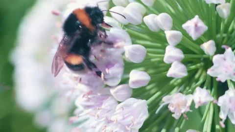 A bumblebee busily gathers nectar from delicate, purple flowers in a lush garden 動画素材 314727243