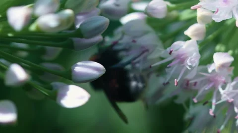 A bumblebee busily gathers nectar from soft pink flowers in a lush garden. The Stockbeeldmateriaal 314726872