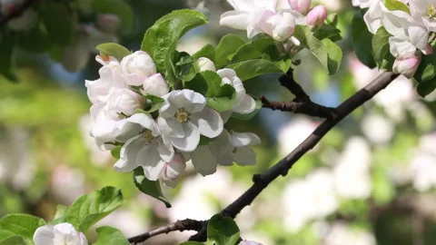 A Bumblebee Busily Pollinates A Delicate White And Pink Apple Blossom On A Tree  Stock-Footage 312961459