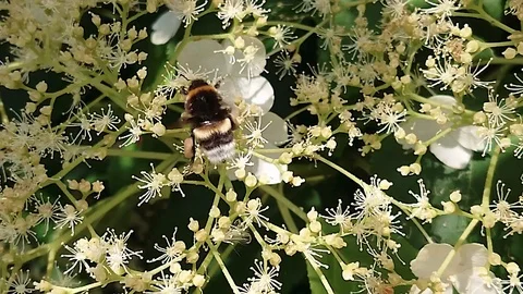 Bumblebee Busy At Work Stock Footage 110857741