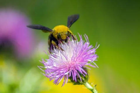 Bumblebee Buzz: Capturing Insects on Flowers through Macro Photography Stock Photos