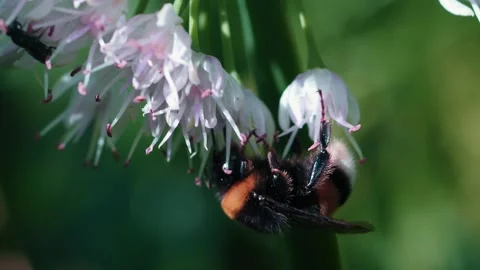 Bumblebee buzzes around delicate white flowers, collecting nectar in a 動画素材 314726942