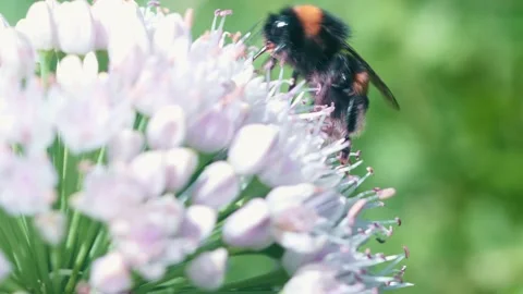 A bumblebee buzzes around vibrant flowers, expertly gathering nectar while Video stock 314727115
