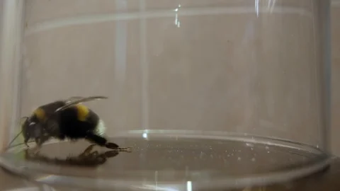Bumblebee in a can Video stock 105676213