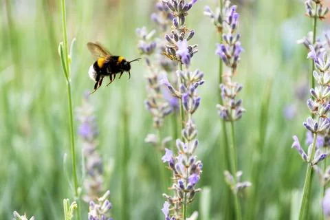 Bumblebee is captured mid-flight, approaching a cluster of lavender flowers Stock Photos