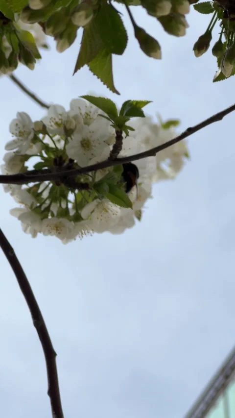 Bumblebee on Cherry Blossom Branch in Spring Bloom Video stock 345088148