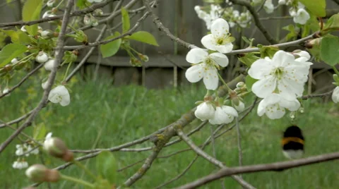 Bumblebee on cherry blossom flowers Stock Footage 62992313