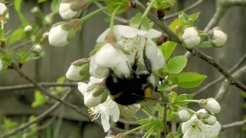 Bumblebee on cherry blossom flowers Stock Footage 69984648