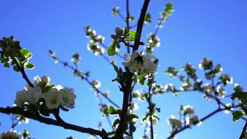 Bumblebee on cherry blossoms - flies away - blossom falls down Video stock 168411645