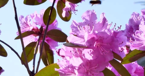 Bumblebee on Cherry Blossoms Stock Footage 278286648