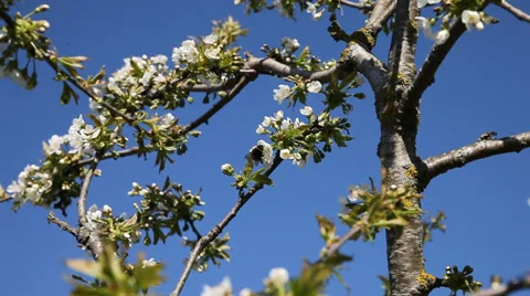 Bumblebee on cherry blossoms in nice spring day. Stock-Footage 37554928
