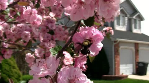 Bumblebee in the cherry tree Stock Footage 10917869