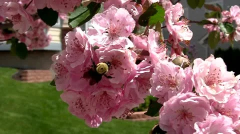 Bumblebee in the cherry tree Video stock 10917895
