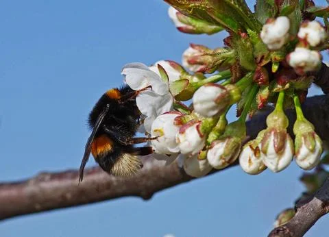 A bumblebee on a cherry tree Stock Photos