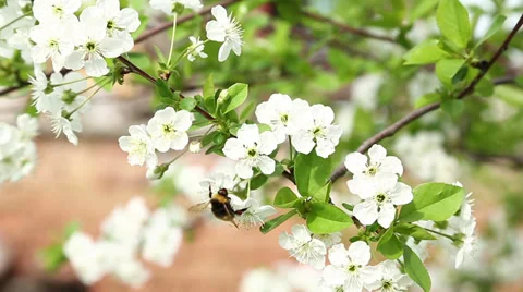 Bumblebee on cherry tree's blossoms Stock Footage 37015997