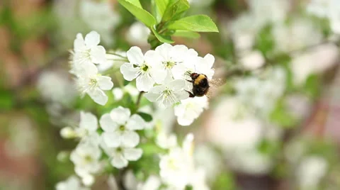 Bumblebee on cherry tree's blossoms Stock Footage 37016043