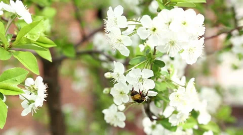 Bumblebee on cherry tree's blossoms Stock Footage 37016187
