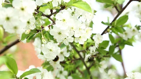 Bumblebee on cherry tree's blossoms Stock Footage 37016191