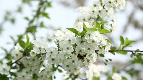 Bumblebee on cherry tree's blossoms Stock Footage 37024536