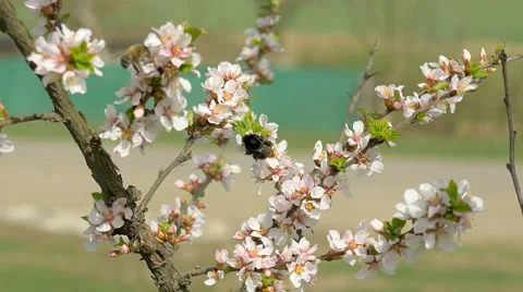 Bumblebee on cherry tree's blossoms. Stock Footage 62217652